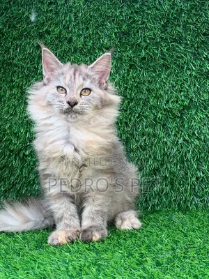 1-3 months Female Purebred Maine Coon
