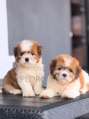 1-3 months Female Purebred Lhasa Apso