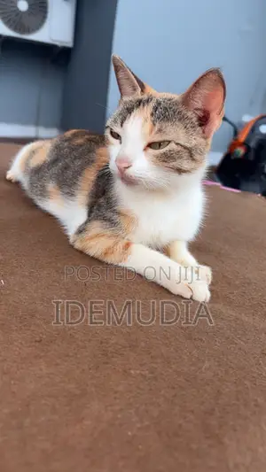 1+ year Female Purebred Colorpoint Shorthair