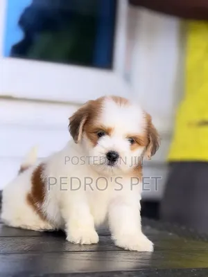 1-3 months Male Purebred Lhasa Apso