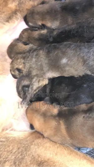 0-1 month Male Purebred German Shepherd