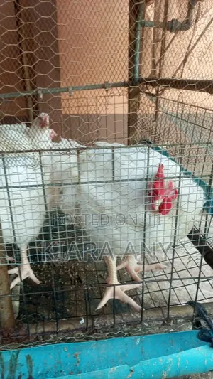 Broiler Chickens