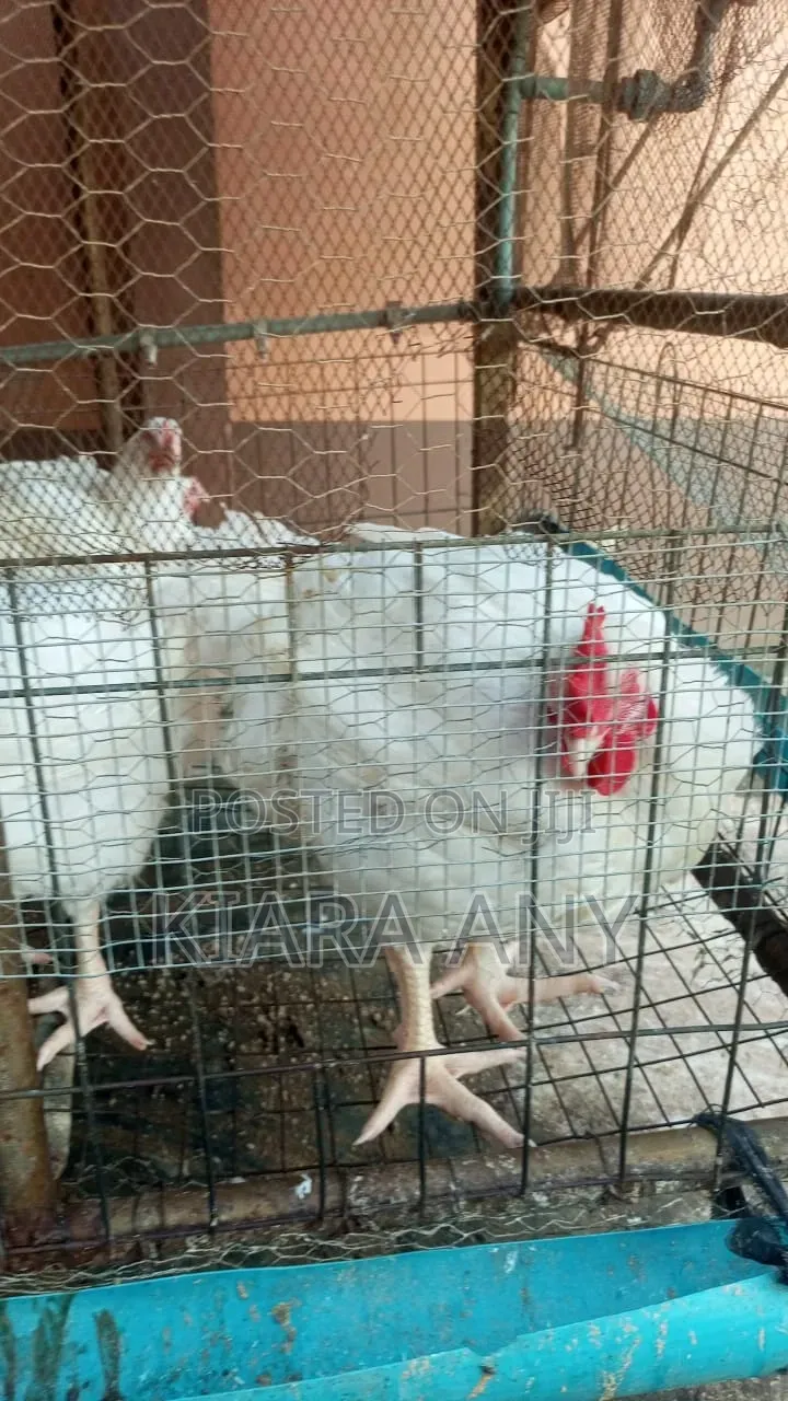 Broiler Chickens