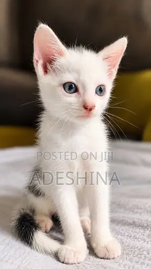 1-3 months Male Mixed Breed Cat