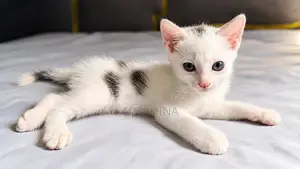 1-3 months Male Mixed Breed Cat