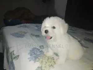 1-3 months Female Purebred Lhasa Apso