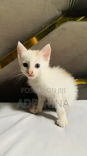 1-3 months Female Mixed Breed Cat