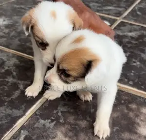 1-3 months Female Mixed Breed American Eskimo