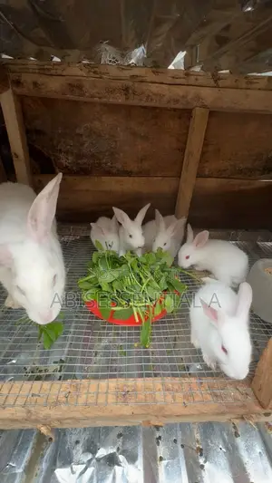 New Zealand Rabbits