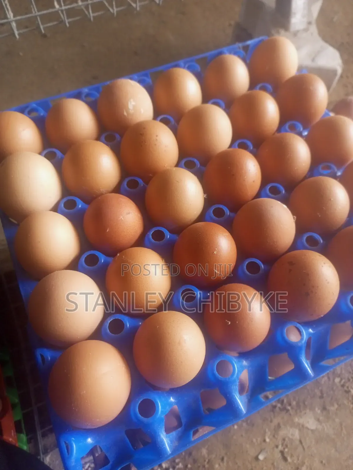 Fresh Eggs