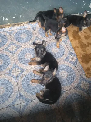 1-3 months Male Purebred German Shepherd