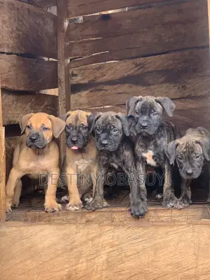 1-3 months Male Purebred Boerboel