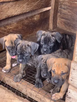 1-3 months Male Purebred Boerboel