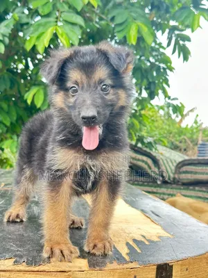 1-3 months Male Purebred German Shepherd