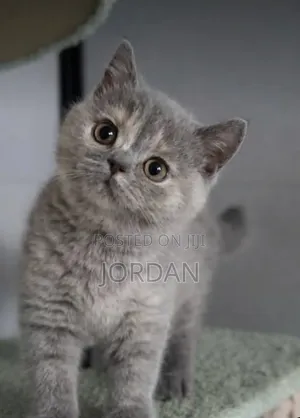 1-3 months Female Purebred British Shorthair