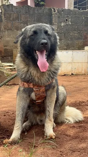 1+ year Male Purebred Caucasian Shepherd