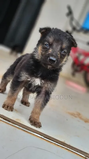 1-3 months Male Purebred German Shepherd