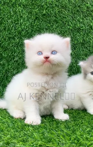 1-3 months Male Purebred Persian