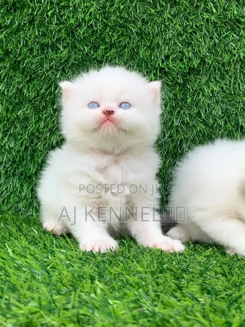 1-3 months Male Purebred Persian