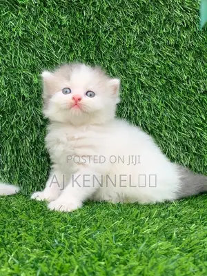1-3 months Male Purebred Persian