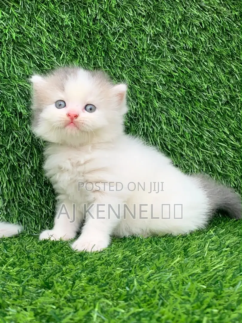 1-3 months Male Purebred Persian
