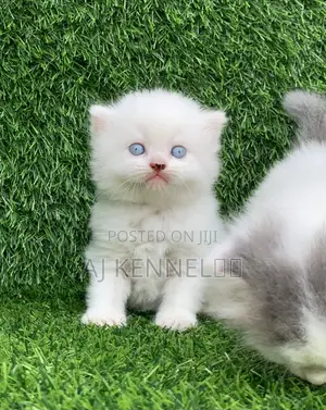 1-3 months Male Purebred Persian