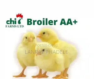 Farm Poultry