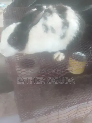 Pregnant English Rabbit