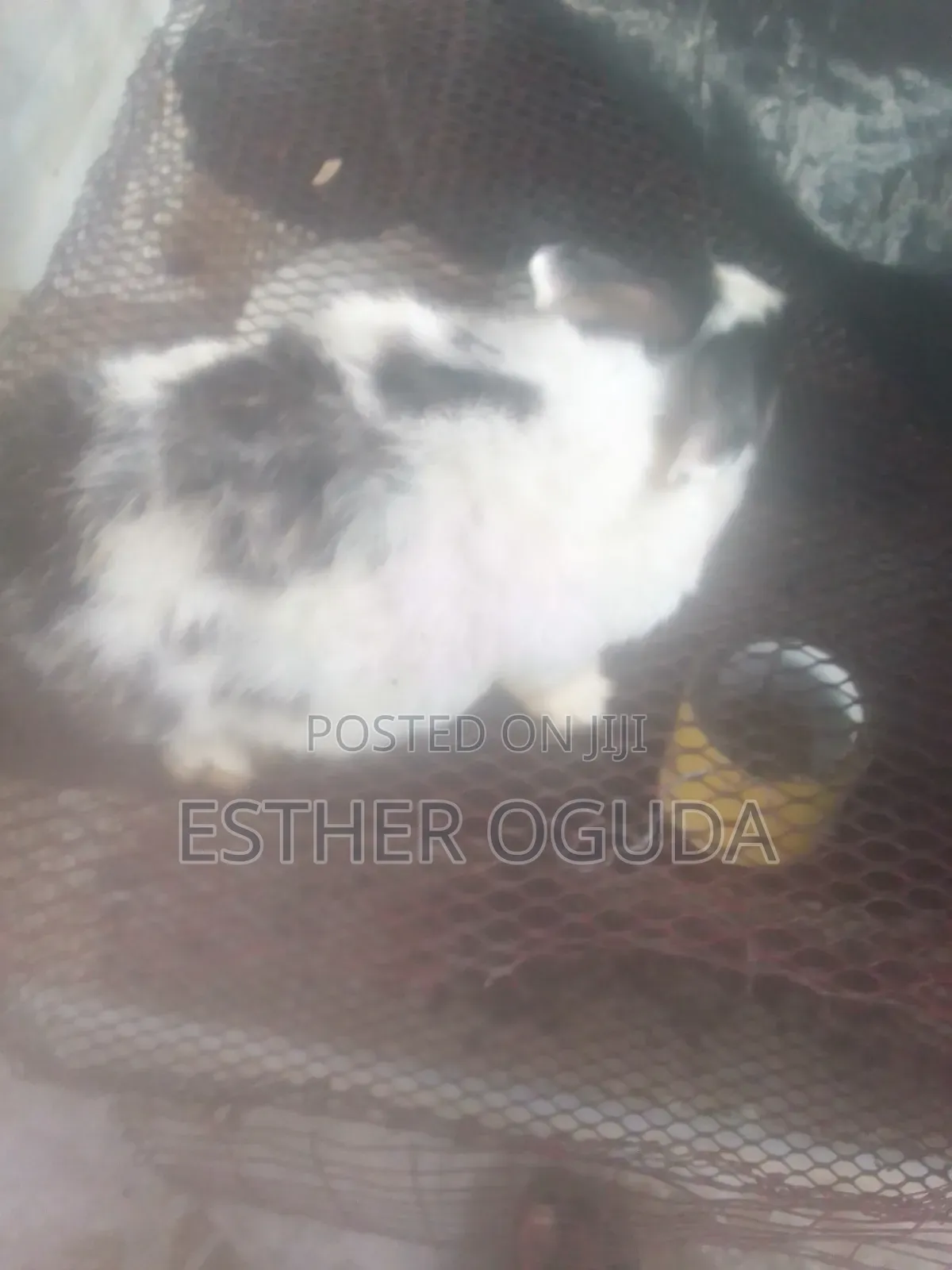 Pregnant English Rabbit