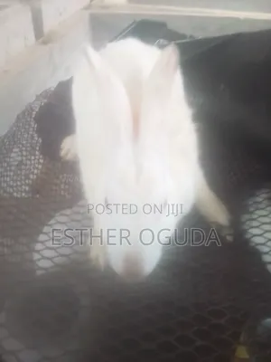 Pregnant Hyla Rabbits