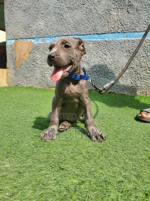 1-3 months Female Purebred Cane Corso