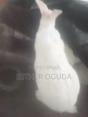 Pregnant New Zealand Rabbits