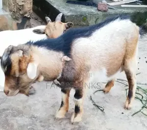 Matured Male Goat