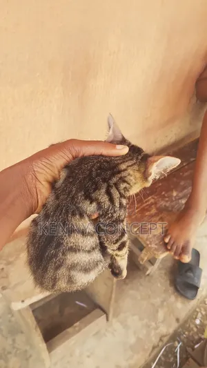 1-3 months Male Purebred Cat