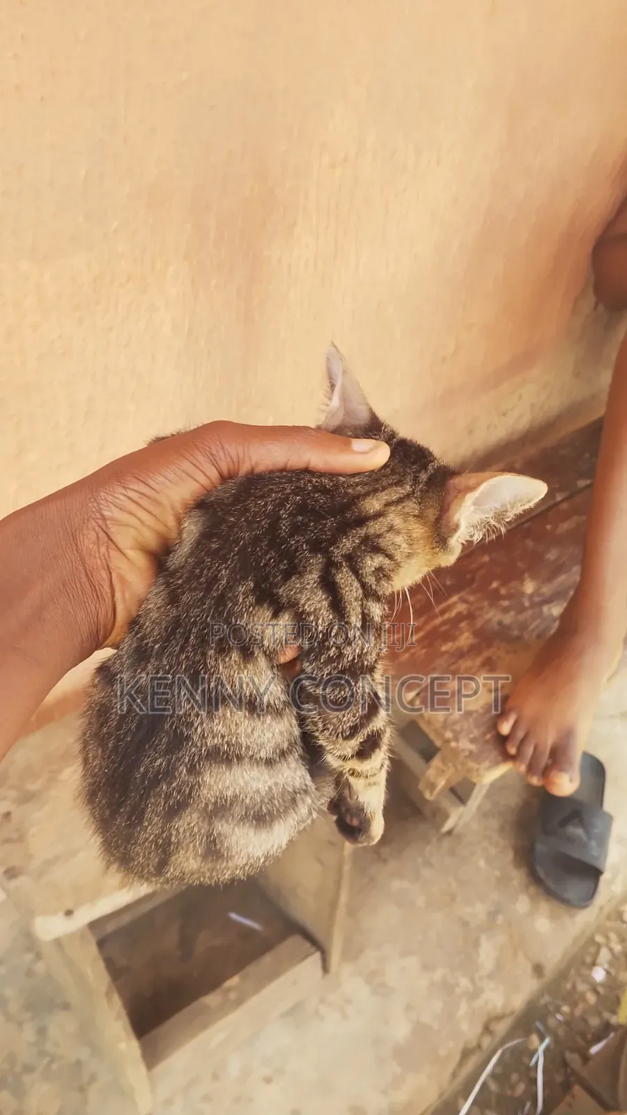1-3 months Male Purebred Cat