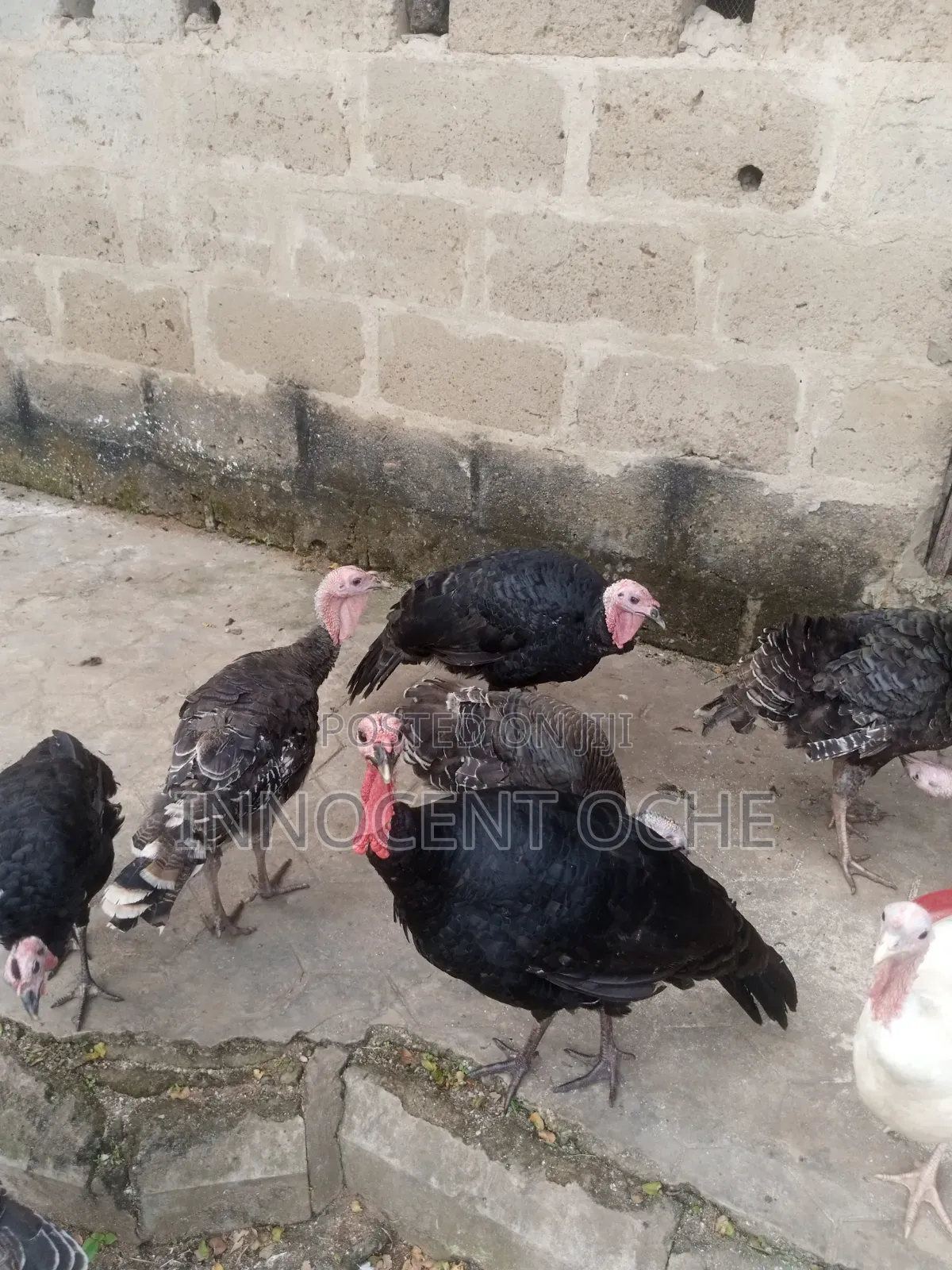 Local Turkey