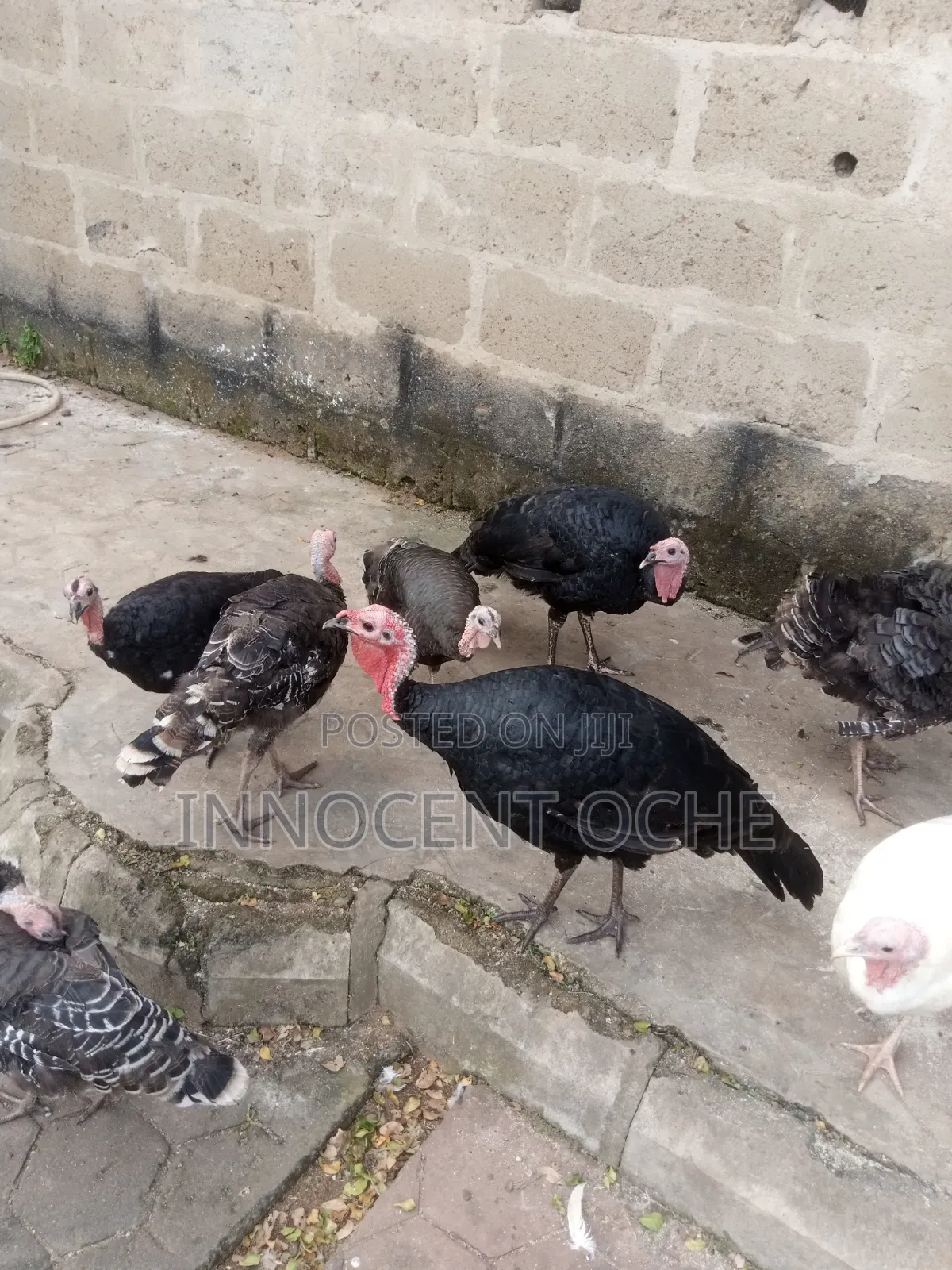 Local Turkey