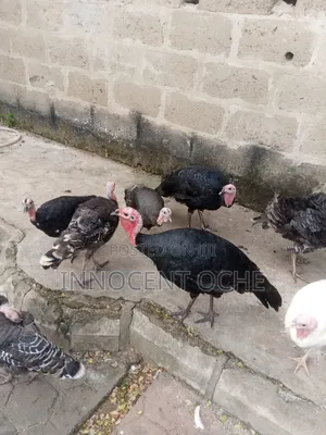 Local Turkey