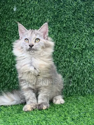 1-3 months Female Purebred Maine Coon