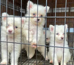1-3 months Female Purebred American Eskimo