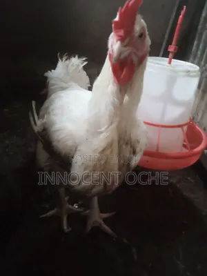 Broiler Chicken