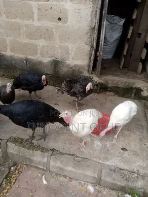 Local Turkey