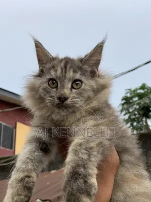 1-3 months Female Purebred Maine Coon