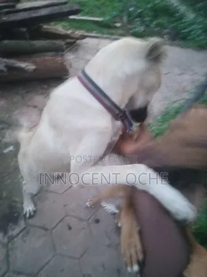 6-12 months Female Mixed Breed Boerboel
