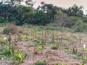 Farm Land in Ogun State