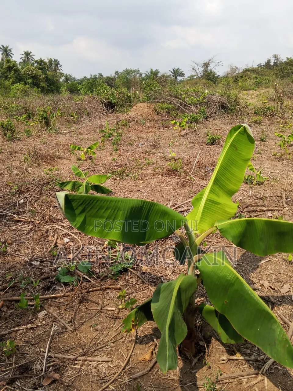 Farm Land in Ogun State