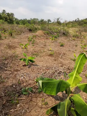 Farm Land in Ogun State