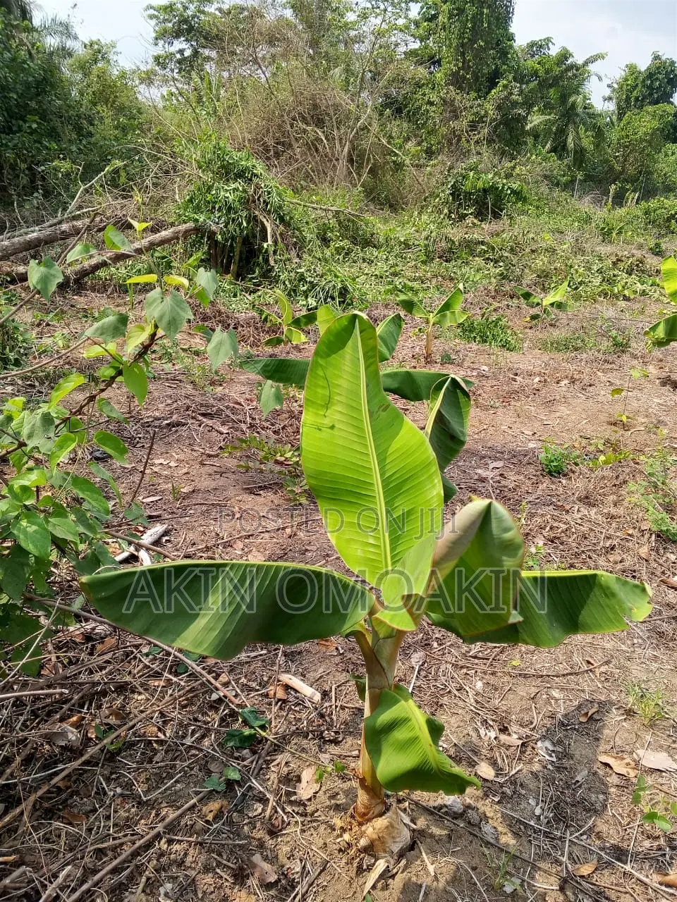 Farm Land in Ogun State