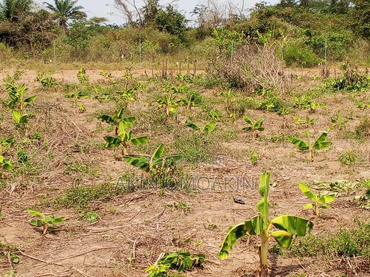 Farm Land in Ogun State