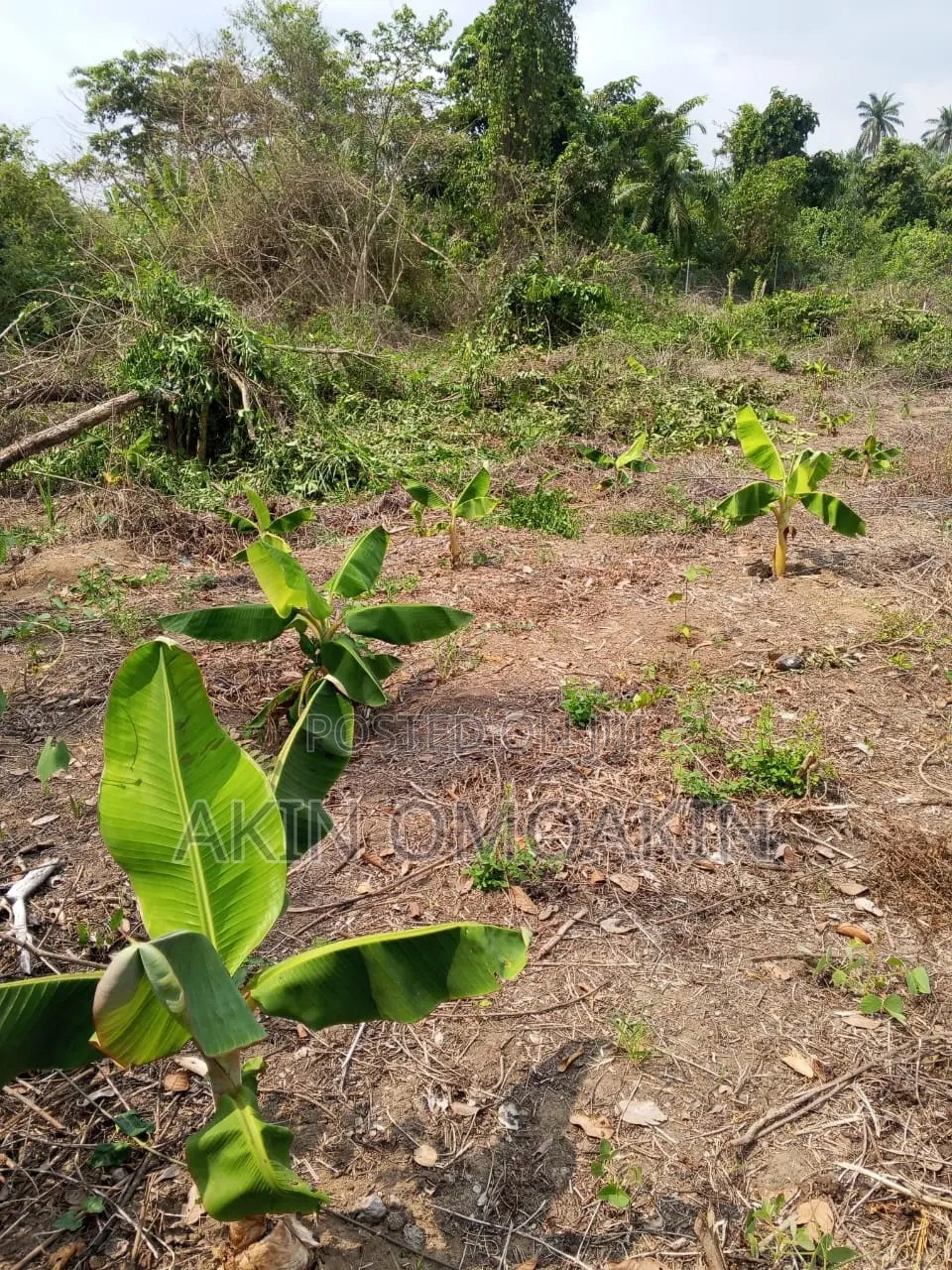 Farm Land in Ogun State